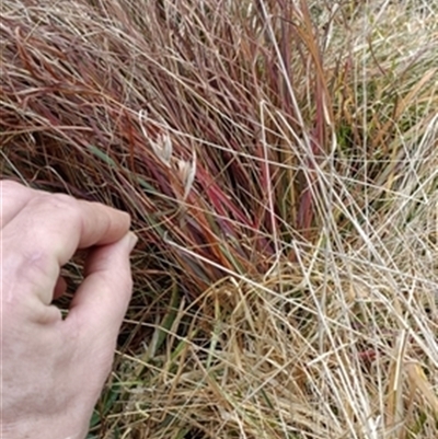 Themeda triandra at  - suppressed by jason_john