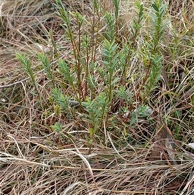 Pimelea linifolia at  - suppressed by jason_john