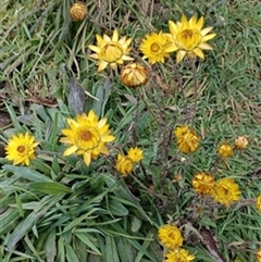 Xerochrysum sp. by jason_john