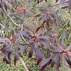 Tasmannia insipida by jason_john