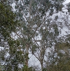 Eucalyptus (genus) by jason_john