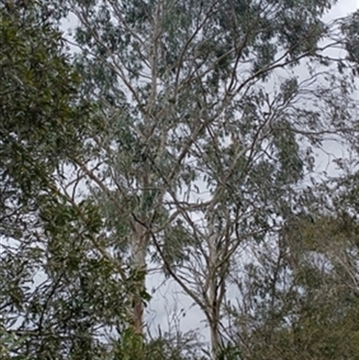 Eucalyptus (genus) at  - suppressed by jason_john