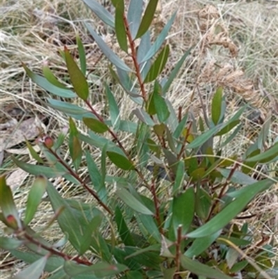 Persoonia (genus) at  - suppressed by jason_john