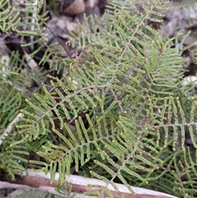 Gleichenia (genus) at  - suppressed by jason_john
