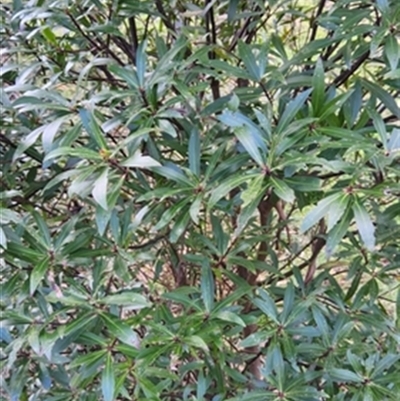 Tasmannia stipitata at  - suppressed by jason_john