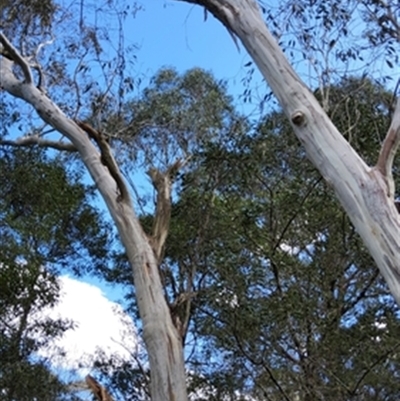 Eucalyptus (genus) at  - suppressed by jason_john