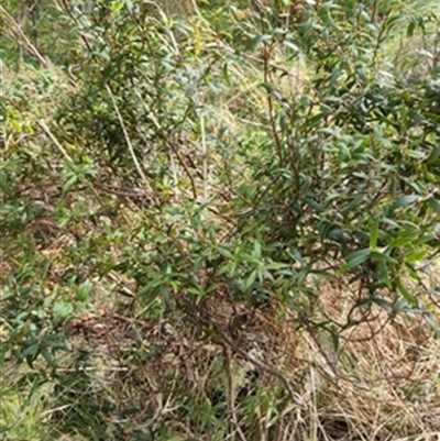 Leucopogon affinis at  - suppressed by jason_john