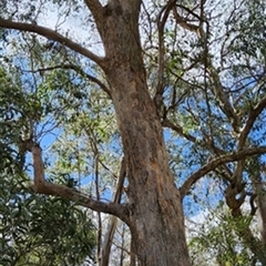 Eucalyptus obliqua by jason_john