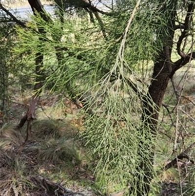 Exocarpos cupressiformis at  - suppressed by jason_john