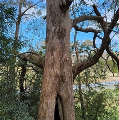 Eucalyptus obliqua at  - suppressed by jason_john