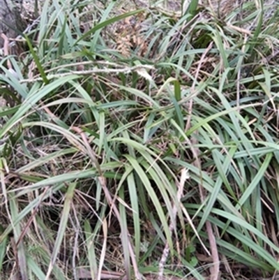 Dianella (genus) at  - suppressed by jason_john