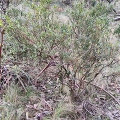 Leucopogon affinis by jason_john