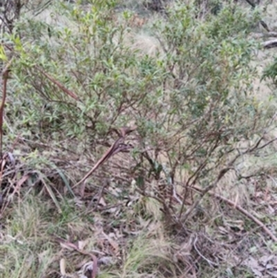 Leucopogon affinis at  - suppressed by jason_john