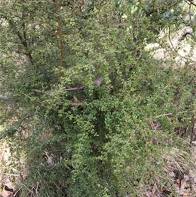 Pittosporum multiflorum at  - suppressed by jason_john