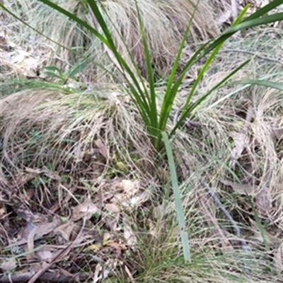 Lomandra longifolia at  - suppressed by jason_john