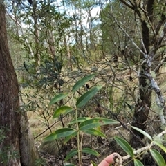 Polyscias sambucifolia by jason_john