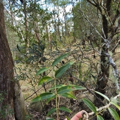 Polyscias sambucifolia at  - suppressed by jason_john