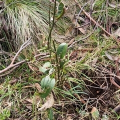 Smilax australis by jason_john