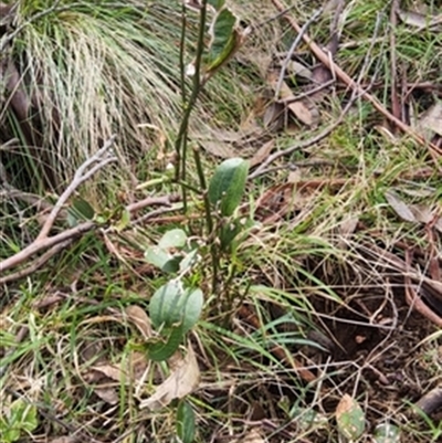 Smilax australis at  - suppressed by jason_john