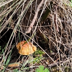 Unverified Fungus by jason_john