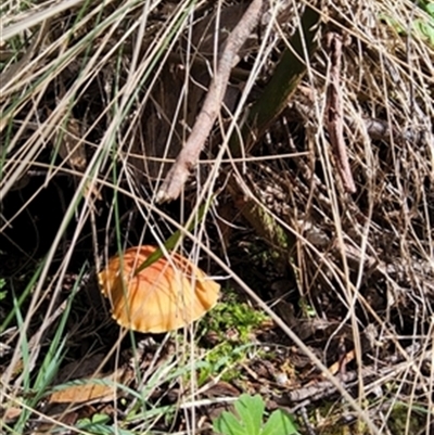 Unverified Fungus at  - suppressed by jason_john