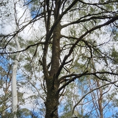 Exocarpos cupressiformis at  - suppressed by jason_john