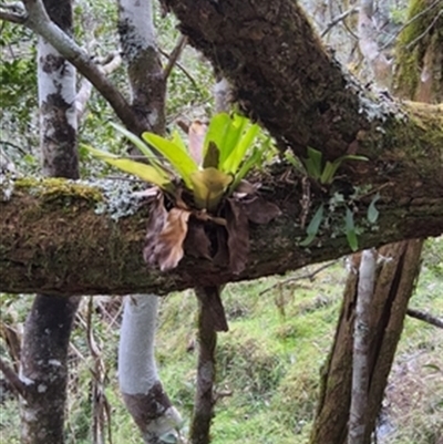 Asplenium australasicum at  - suppressed by jason_john