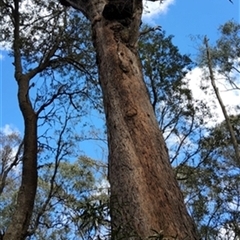 Eucalyptus obliqua by jason_john
