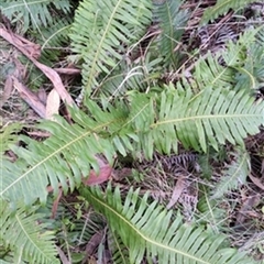 Blechnum nudum by jason_john
