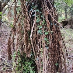 Hedera sp. by jason_john