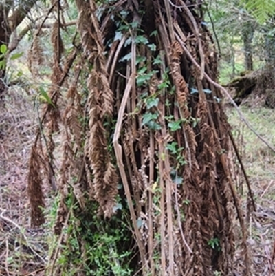 Hedera sp. at  - suppressed by jason_john