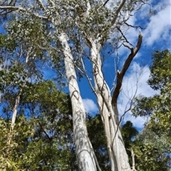 Eucalyptus viminalis by jason_john