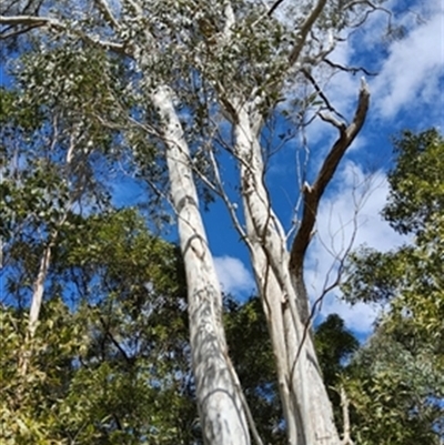 Eucalyptus viminalis at  - suppressed by jason_john