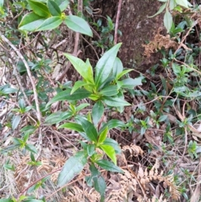 Hibbertia scandens at  - suppressed by jason_john
