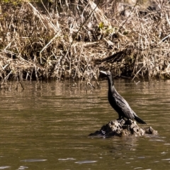 Phalacrocorax sulcirostris (Little Black Cormorant) at Strathnairn, ACT - 22 Aug 2025 by PeteRav