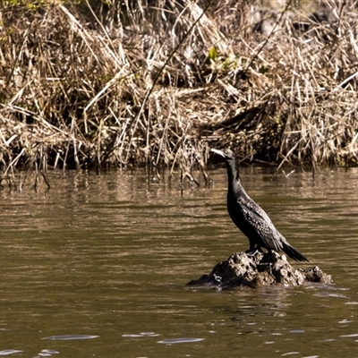 Phalacrocorax sulcirostris (Little Black Cormorant) at Strathnairn, ACT - 22 Aug 2025 by PeteRav