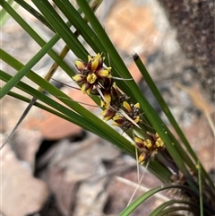 Lomandra longifolia subsp. exilis (Cluster-headed Mat-rush) at Lakesland, NSW - 18 Aug 2025 by JaneR