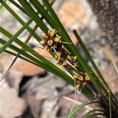 Lomandra longifolia subsp. exilis (Cluster-headed Mat-rush) at Lakesland, NSW - 18 Aug 2025 by JaneR