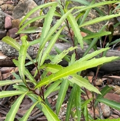 Lomatia myricoides (River Lomatia) at Lakesland, NSW - 18 Aug 2025 by JaneR