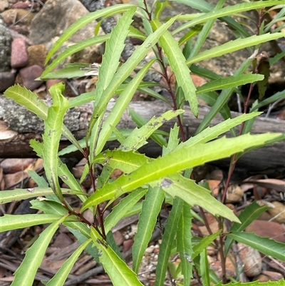 Lomatia myricoides (River Lomatia) at Lakesland, NSW - 18 Aug 2025 by JaneR