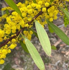 Acacia rubida (Red-stemmed Wattle, Red-leaved Wattle) at Lakesland, NSW - 18 Aug 2025 by JaneR