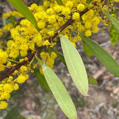 Acacia rubida (Red-stemmed Wattle, Red-leaved Wattle) at Lakesland, NSW - 18 Aug 2025 by JaneR