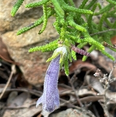 Chloanthes stoechadis at Lakesland, NSW - 18 Aug 2025 by JaneR