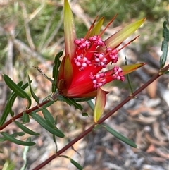 Lambertia formosa (Mountain Devil) at Buxton, NSW - 18 Aug 2025 by JaneR