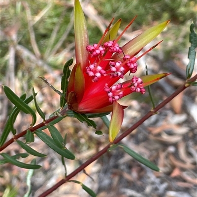 Lambertia formosa (Mountain Devil) at Buxton, NSW - 18 Aug 2025 by JaneR