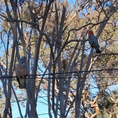 Callocephalon fimbriatum (Gang-gang Cockatoo) at Campbell, ACT - 22 Aug 2025 by Jennybach