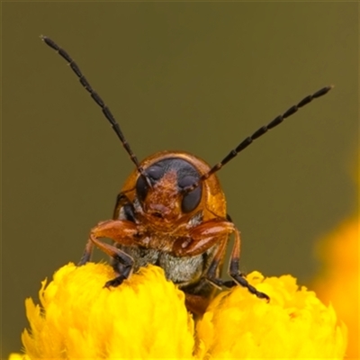 Cryptocephalinae (sub-family) (A case-bearing leaf beetle) at Yarralumla, ACT - 6 Jan 2025 by Debbie05