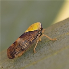Brunotartessus fulvus (Yellow-headed Leafhopper) at Yarralumla, ACT - 6 Jan 2025 by Debbie05