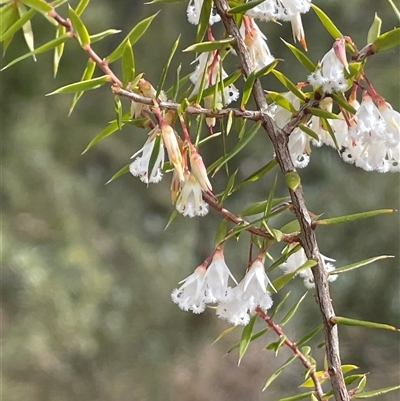 Unverified Other Shrub at Lakesland, NSW - 18 Aug 2025 by JaneR