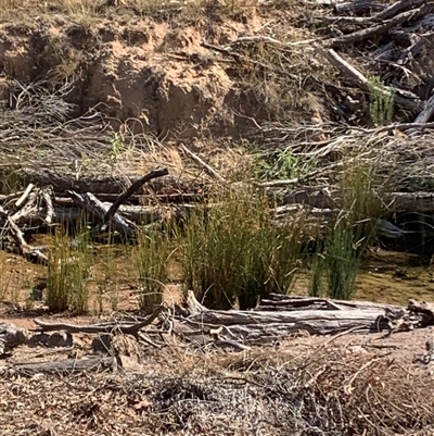 Juncus (genus) (A Rush) at Kangiara, NSW - 9 Apr 2025 by kamnat